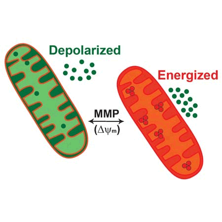 MITO-ID® Membrane potential cytotoxicity kit